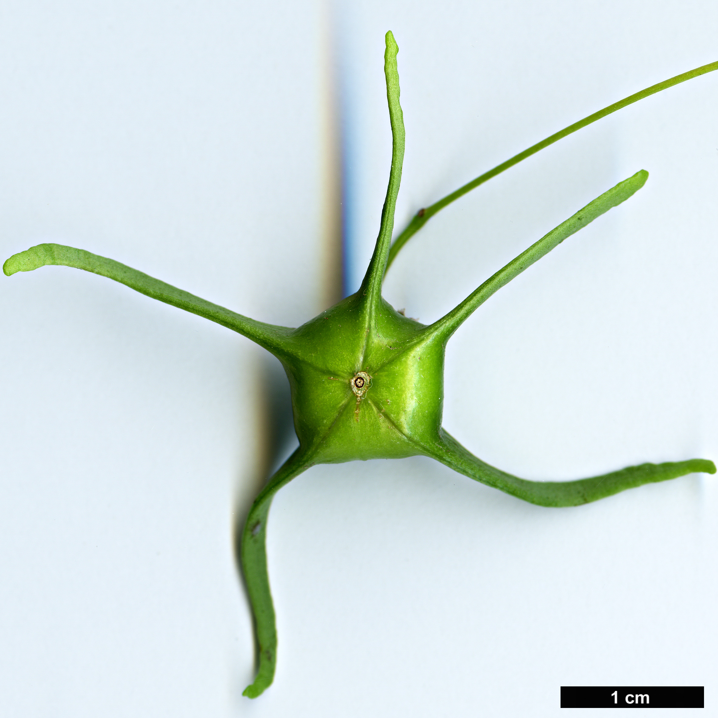 High resolution image: Family: Celastraceae - Genus: Euonymus - Taxon: cornutus - SpeciesSub: var. quinquecornutus